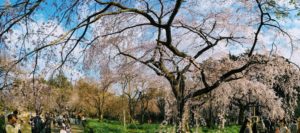 cherry blossom tokyo